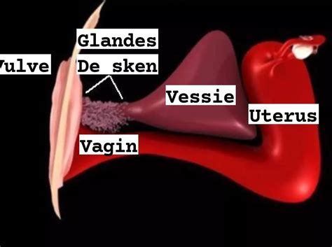 glande skene femme|Exploring the Female Prostate: Skenes Glands Unveiled